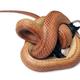 An Eastern ratsnake (Pantherophis alleghaniensis) constricting a rodent with a variable coil. (Image: David Penning, Missouri Southern State University)